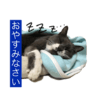 ねこきちの日々 あいさつ編（個別スタンプ：6）