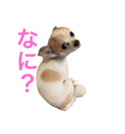ジジ★とポポ☆（個別スタンプ：6）