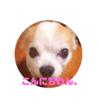 ジジ★とポポ☆（個別スタンプ：12）