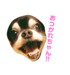 ジジ★とポポ☆（個別スタンプ：16）