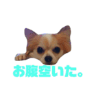 ジジ★とポポ☆（個別スタンプ：36）