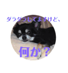 ジジ★とポポ☆（個別スタンプ：38）