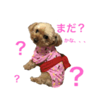 コタサスランスタンプ（個別スタンプ：5）