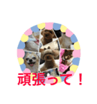 コタサスランスタンプ（個別スタンプ：11）