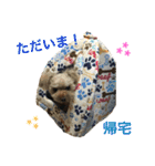 コタサスランスタンプ（個別スタンプ：13）