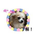 コタサスランスタンプ（個別スタンプ：14）