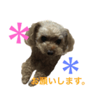 コタサスランスタンプ（個別スタンプ：16）
