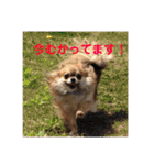 福°の日常スタンプ（個別スタンプ：7）