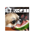 福°の日常スタンプ（個別スタンプ：10）
