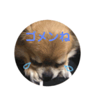 福°の日常スタンプ（個別スタンプ：18）