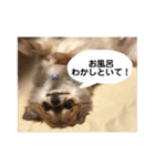 福°の日常スタンプ（個別スタンプ：21）