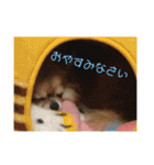 福°の日常スタンプ（個別スタンプ：23）