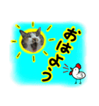 日常ラブリー三毛猫＆コーギー（個別スタンプ：1）