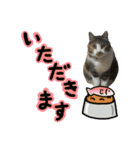 日常ラブリー三毛猫＆コーギー（個別スタンプ：3）