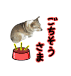 日常ラブリー三毛猫＆コーギー（個別スタンプ：4）
