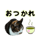 日常ラブリー三毛猫＆コーギー（個別スタンプ：5）