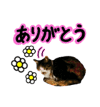 日常ラブリー三毛猫＆コーギー（個別スタンプ：6）