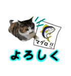 日常ラブリー三毛猫＆コーギー（個別スタンプ：7）