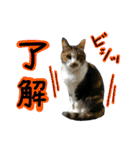 日常ラブリー三毛猫＆コーギー（個別スタンプ：8）