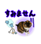 日常ラブリー三毛猫＆コーギー（個別スタンプ：9）