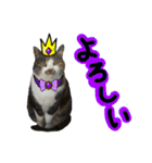 日常ラブリー三毛猫＆コーギー（個別スタンプ：10）