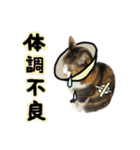 日常ラブリー三毛猫＆コーギー（個別スタンプ：11）