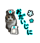 日常ラブリー三毛猫＆コーギー（個別スタンプ：12）