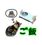 日常ラブリー三毛猫＆コーギー（個別スタンプ：13）