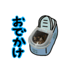 日常ラブリー三毛猫＆コーギー（個別スタンプ：14）