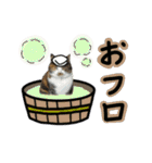 日常ラブリー三毛猫＆コーギー（個別スタンプ：15）