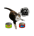 日常ラブリー三毛猫＆コーギー（個別スタンプ：17）
