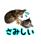 日常ラブリー三毛猫＆コーギー（個別スタンプ：19）