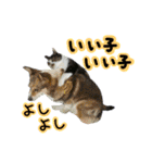日常ラブリー三毛猫＆コーギー（個別スタンプ：20）