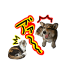 日常ラブリー三毛猫＆コーギー（個別スタンプ：22）
