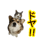 日常ラブリー三毛猫＆コーギー（個別スタンプ：23）