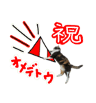 日常ラブリー三毛猫＆コーギー（個別スタンプ：24）