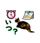 日常ラブリー三毛猫＆コーギー（個別スタンプ：25）