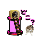 日常ラブリー三毛猫＆コーギー（個別スタンプ：26）