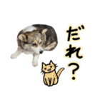 日常ラブリー三毛猫＆コーギー（個別スタンプ：27）