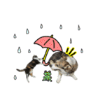 日常ラブリー三毛猫＆コーギー（個別スタンプ：30）