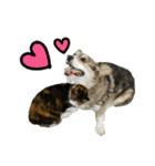 日常ラブリー三毛猫＆コーギー（個別スタンプ：31）