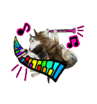 日常ラブリー三毛猫＆コーギー（個別スタンプ：33）