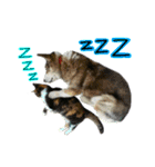 日常ラブリー三毛猫＆コーギー（個別スタンプ：36）