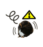 日常ラブリー三毛猫＆コーギー（個別スタンプ：39）