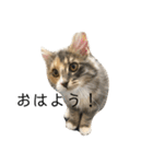 日常使いしやすい4匹の猫スタンプ（個別スタンプ：1）