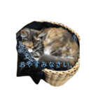 日常使いしやすい4匹の猫スタンプ（個別スタンプ：2）