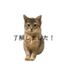 日常使いしやすい4匹の猫スタンプ（個別スタンプ：3）