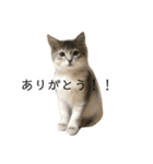 日常使いしやすい4匹の猫スタンプ（個別スタンプ：8）