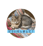 日常使いしやすい4匹の猫スタンプ（個別スタンプ：9）