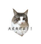 日常使いしやすい4匹の猫スタンプ（個別スタンプ：11）